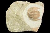 Fossil Trilobite (Declivolithus) - Morocco #120750-1